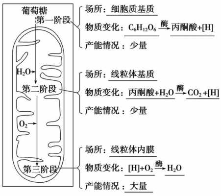 细胞呼吸过程图解（细胞呼吸过程图解和反应式）-图2