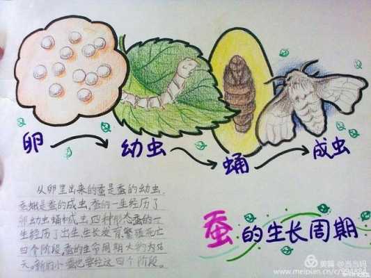 蚕的成长过程（蚕的成长过程绘画）-图3