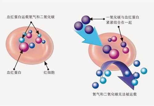 氧气进入红细胞过程（氧气进入红细胞的转运方式）-图2