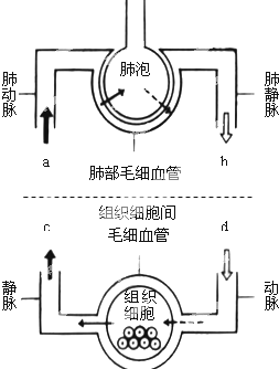 氧气进入红细胞过程（氧气进入红细胞的转运方式）-图3