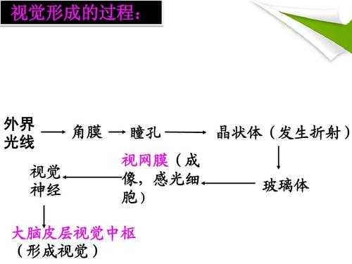 视觉及其形成过程（视觉形成过程中形成图像和形成视觉的部位分别是）-图2