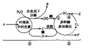 下图为光合作用过程图解（如图是光合作用过程的图解）-图1