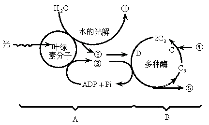 下图为光合作用过程图解（如图是光合作用过程的图解）-图3