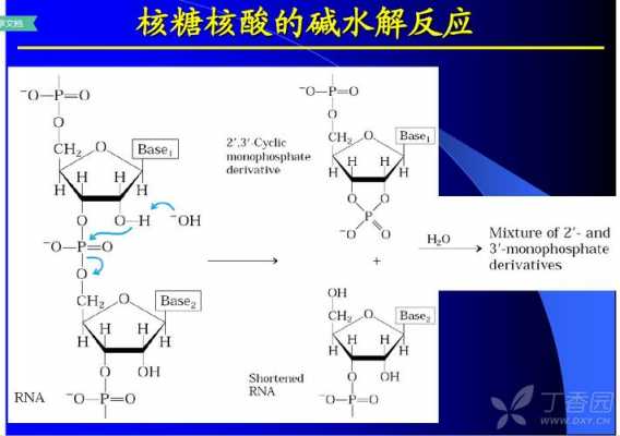 RNA水解的过程（rnaset1水解）-图1