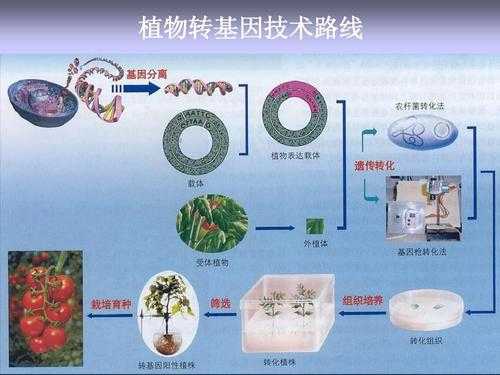 转基因过程（叶盘法转基因过程）-图3