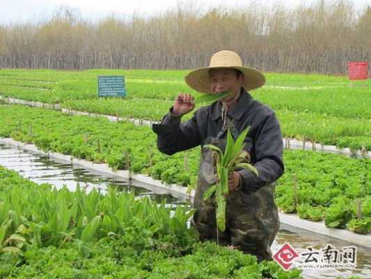 水上种植蔬菜过程（水上种植蔬菜挣钱吗）-图3