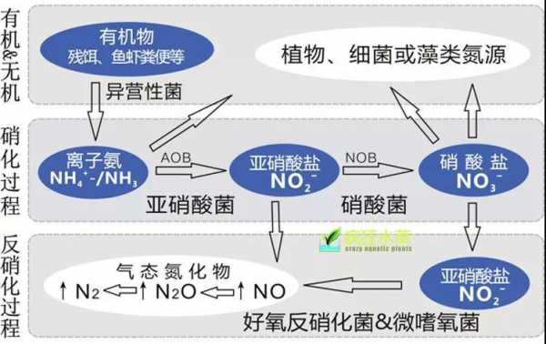 硝化过程的起点（硝化顺序）-图3