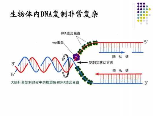 pcr过程是复制吗（pcr的基本过程类似于dna的天然复制）-图2