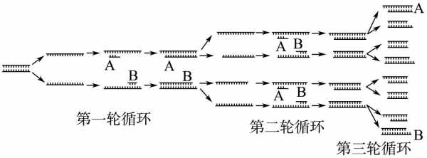 pcr过程是复制吗（pcr的基本过程类似于dna的天然复制）-图3