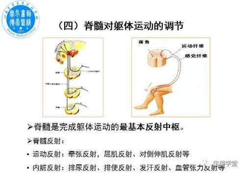 神经调节全过程（神经调节全过程图片）-图3