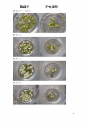 绿豆生长过程表格（绿豆生长过程表格,图片）-图2