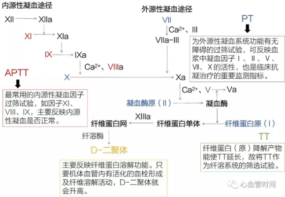 凝血过程内科学（凝血过程大体分为三个步骤）-图1