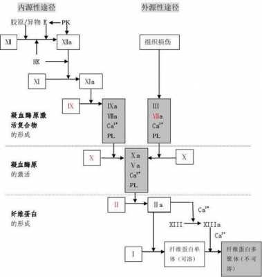 凝血过程内科学（凝血过程大体分为三个步骤）-图2