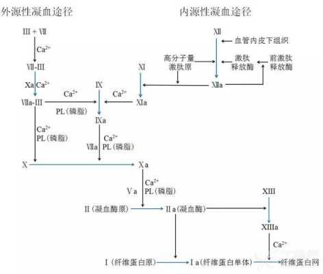 凝血过程内科学（凝血过程大体分为三个步骤）-图3