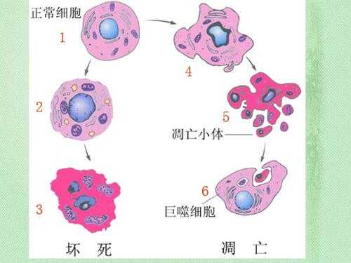 细胞衰老过程视频（细胞衰老原理）-图2