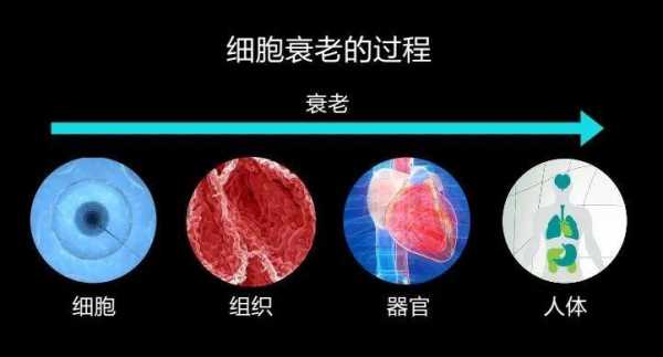 细胞衰老过程视频（细胞衰老原理）-图3