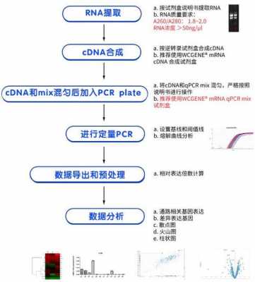 简述pcr的基本过程（简述pcr的基本过程及步骤）-图1