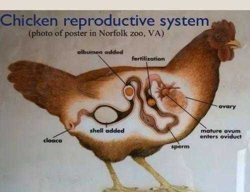 鸡生蛋过程（鸡生蛋过程描述）-图1