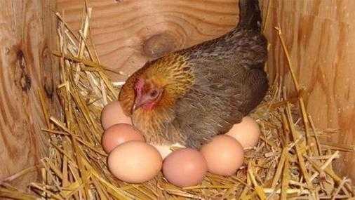 鸡生蛋过程（鸡生蛋过程描述）-图2