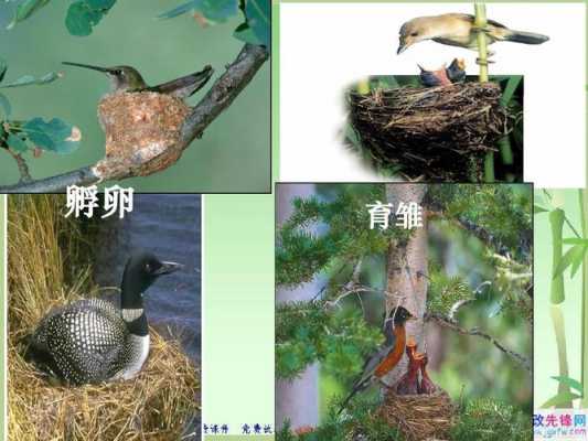 鸟的发育过程（鸟的发育过程三个阶段）-图1