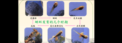 鸟的发育过程（鸟的发育过程三个阶段）-图3