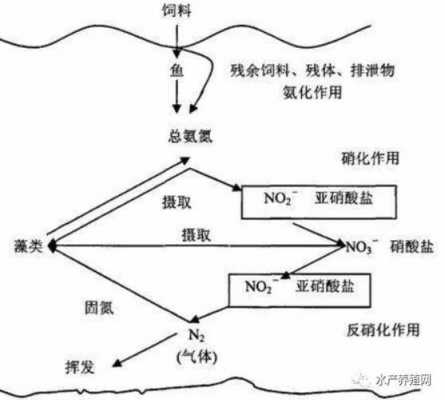 水藻变成能源的过程（水藻在生态系统中的作用）-图2