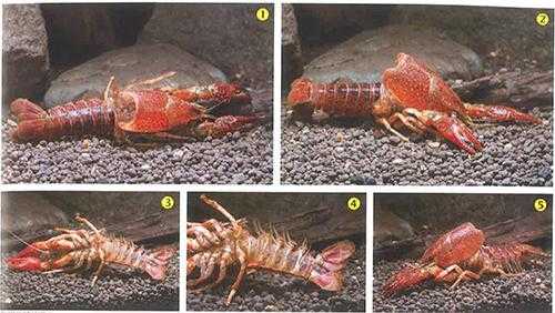 鳌虾换壳过程（鳌虾换壳过程视频）-图3