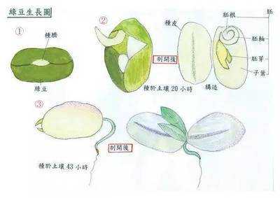 绿豆生长的过程图片（绿豆生长的过程图片简笔画）-图2