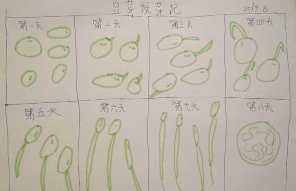 绿豆生长的过程图片（绿豆生长的过程图片简笔画）-图3