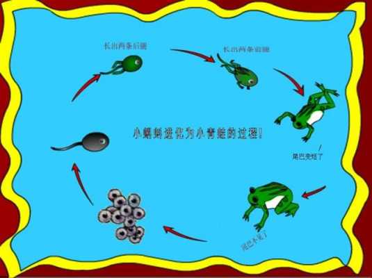 青蛙发育的过程图的简单介绍-图3