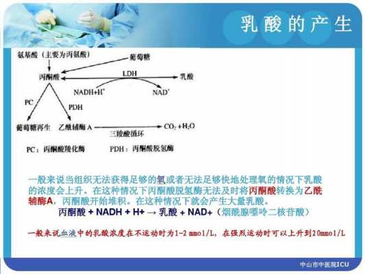 血酸代谢过程（血乳酸的代谢）-图1