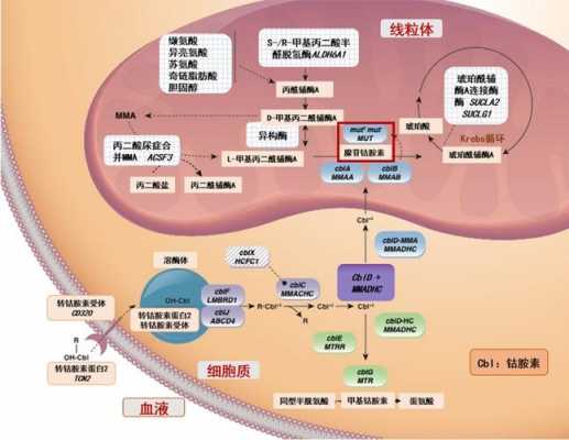 血酸代谢过程（血乳酸的代谢）-图3