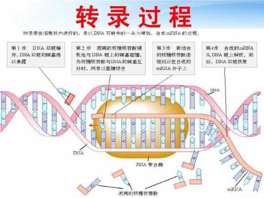 dna转录和翻译过程（dna转录和翻译过程相同吗）-图2