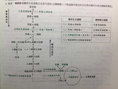 写出乳酸糖异生的过程（乳酸糖异生途径）-图3