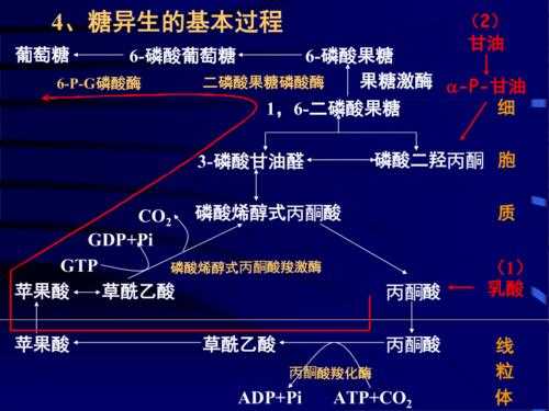 写出乳酸糖异生的过程（乳酸糖异生途径）-图1