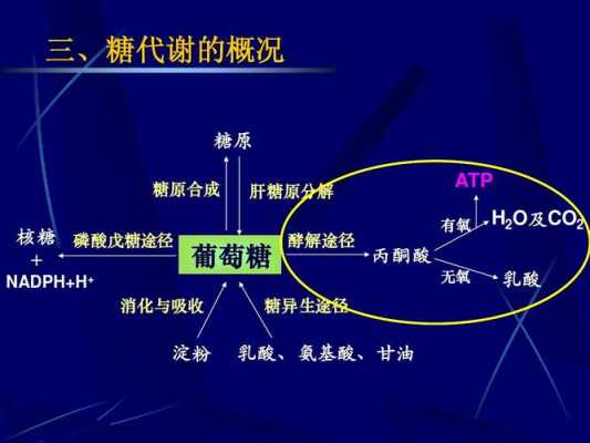 肝糖原的分解过程（肝糖原分解过程中所需的限速酶）-图3