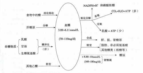 肝糖原的分解过程（肝糖原分解过程中所需的限速酶）-图2