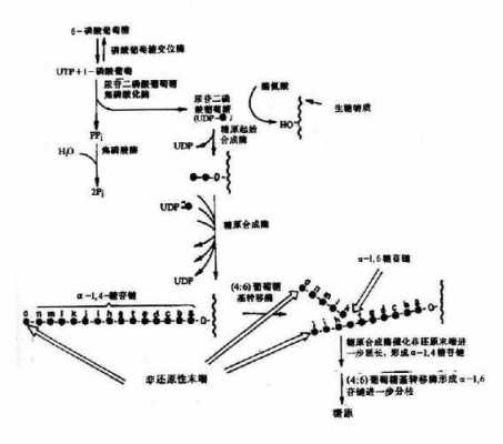 糖原合成过程需要（糖原合成过程需要氧气吗）-图1