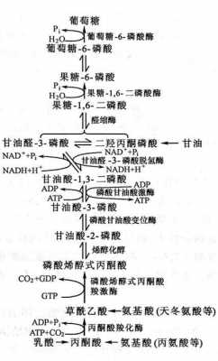 糖原合成过程需要（糖原合成过程需要氧气吗）-图3