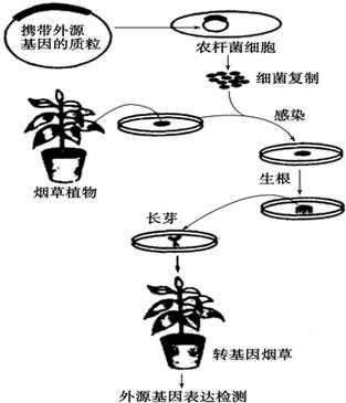 转基因烟草的过程（转基因烟草步骤）-图1