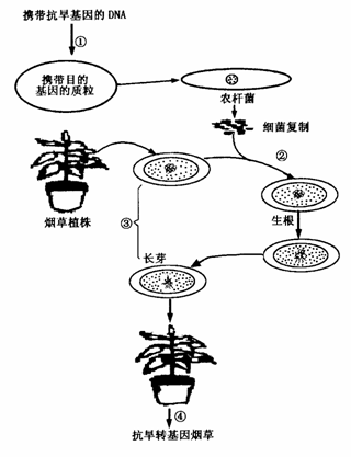 转基因烟草的过程（转基因烟草步骤）-图3