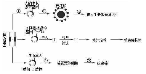 转基因烟草的过程（转基因烟草步骤）-图2