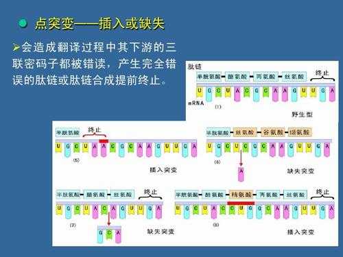 翻译过程突变（翻译变化）-图3