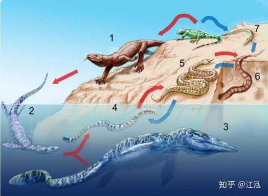 蛇进化龙的过程（蛇进化到龙的过程）-图1