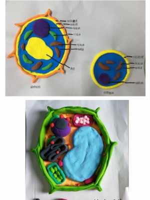 简单生物模型制作过程（生物模型制作视频教程）-图3