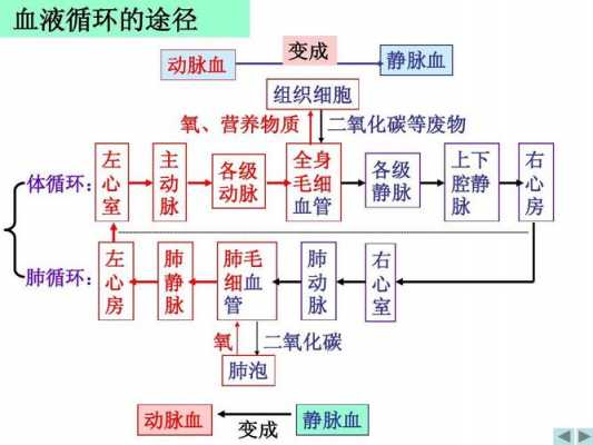 药物的体循环过程（药物从体循环进入组织器官的过程称为）-图1