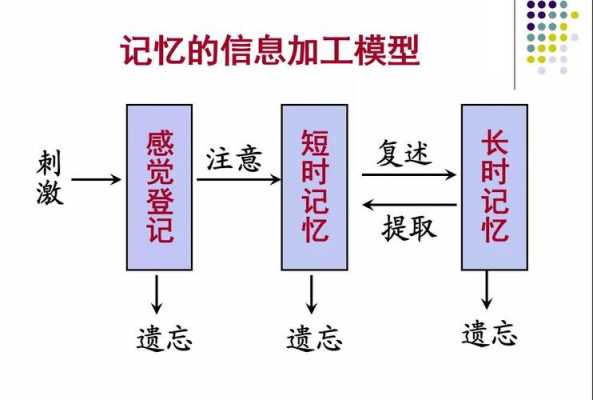 记忆的过程的特点（记忆的过程包括哪几个方面）-图2