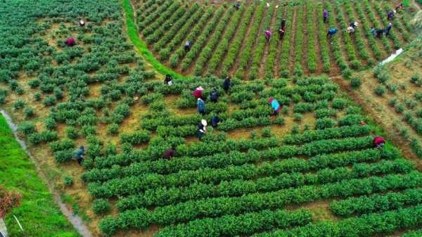 茶叶的种植过程（茶叶的种植过程图片大全）-图1