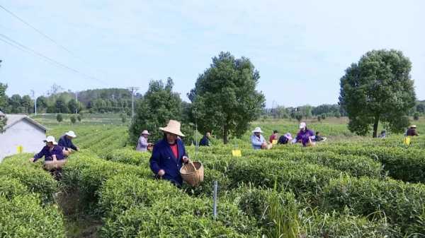 茶叶的种植过程（茶叶的种植过程图片大全）-图3