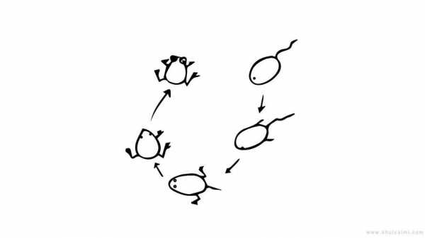 关于小蝌蚪变青蛙的过程简笔画的信息-图1